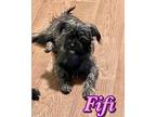 Fifi, Terrier (unknown Type, Small) For Adoption In Colleyville, Texas