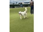 Adopt Texas a White Border Collie / Husky / Mixed dog in Winston Salem