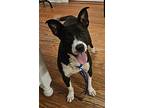 Collette, American Pit Bull Terrier For Adoption In Birmingham, Alabama