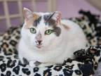 Ruthie, Domestic Shorthair For Adoption In Lakewood, Colorado