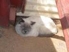 Toby, Siamese For Adoption In Las Cruces, New Mexico