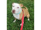 Adopt Sasha a Tan/Yellow/Fawn - with Black Pit Bull Terrier / Mixed dog in