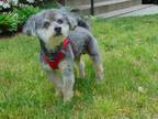 Adopt Reggie a Gray/Silver/Salt & Pepper - with White Poodle (Miniature) / Mixed