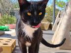 Lucius, Domestic Shorthair For Adoption In Las Cruces, New Mexico