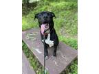 Adopt Hades a Pit Bull Terrier dog in Cortland, NY (41523890)