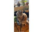 Adopt Ivy a Gray or Blue Persian / Mixed (medium coat) cat in Newark