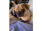 Adopt Buffy a Tan/Yellow/Fawn Pekingese / Mixed dog in Middlesex, NC (41535027)
