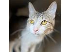 Lil Bit, Domestic Shorthair For Adoption In Candler, North Carolina