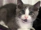 Adopt DUSTIN a Gray or Blue Domestic Mediumhair / Mixed (medium coat) cat in