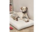 Adopt Ghost a White Greyhound / Great Dane / Mixed dog in Irvine, CA (41510617)