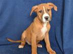 Adopt AMBER a Tan/Yellow/Fawn German Shepherd Dog / Mixed dog in Oroville