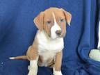 Adopt SARAH a White German Shepherd Dog / Mixed dog in Oroville, CA (41529435)