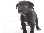 Adopt HERMAN a Black Rhodesian Ridgeback / Mixed dog in Oroville, CA (41529432)