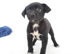 Adopt SWEENY a Black Rhodesian Ridgeback / Mixed dog in Oroville, CA (41529428)