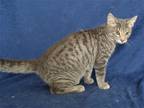 Adopt CARLOS a Gray or Blue Domestic Mediumhair / Mixed (medium coat) cat in