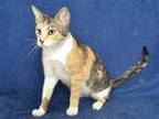 Adopt NATASHA a Domestic Mediumhair / Mixed (medium coat) cat in Oroville