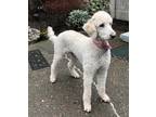 Adopt Daisey a White Goldendoodle / Mixed dog in Gold Hill, OR (41534999)
