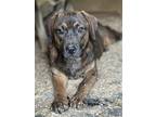 Adopt Rosie Dixon a Bernese Mountain Dog / Mixed dog in Rockaway, NJ (41533056)