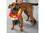 Adopt Radar SCAS a Brown/Chocolate - with White Mountain Cur / Mixed dog in