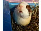 Theola, Guinea Pig For Adoption In Salisbury, Massachusetts