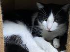 Domino, Domestic Shorthair For Adoption In Cleveland, Tennessee