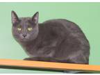 Olivia, Domestic Shorthair For Adoption In Westville, Indiana