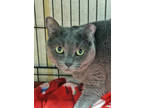 Cara Cara, Domestic Shorthair For Adoption In Westville, Indiana
