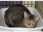 Tammy, Domestic Shorthair For Adoption In Westville, Indiana
