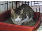 Bebe, Domestic Shorthair For Adoption In Westville, Indiana