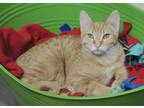Theo, Domestic Shorthair For Adoption In Westville, Indiana
