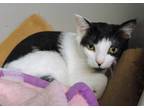Purdy, Domestic Shorthair For Adoption In Westville, Indiana