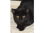 Ferris, Domestic Shorthair For Adoption In Westville, Indiana