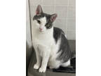 Orville, Domestic Shorthair For Adoption In Westville, Indiana