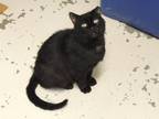 Lester, Domestic Shorthair For Adoption In Westville, Indiana