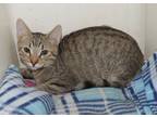Gomer, Domestic Shorthair For Adoption In Westville, Indiana