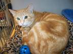 Buffy, Domestic Shorthair For Adoption In Westville, Indiana