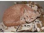 Mia, Domestic Shorthair For Adoption In Westville, Indiana