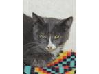 Grace, Domestic Shorthair For Adoption In Westville, Indiana