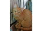 Frannie, Domestic Shorthair For Adoption In Westville, Indiana