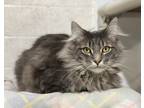 Dorian, Domestic Longhair For Adoption In Westville, Indiana