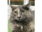 Stella, Domestic Longhair For Adoption In Westville, Indiana