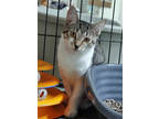 Trixie, Domestic Shorthair For Adoption In Westville, Indiana