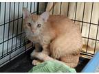 Flash, Domestic Shorthair For Adoption In Westville, Indiana