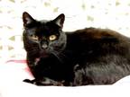 Onyx, Domestic Shorthair For Adoption In Westville, Indiana
