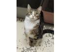 Lucinda, Domestic Shorthair For Adoption In Westville, Indiana