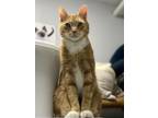 Tiger, Domestic Shorthair For Adoption In Westville, Indiana