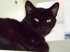 Marie, Domestic Shorthair For Adoption In Westville, Indiana
