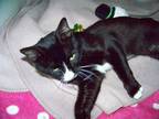 Oreo, Domestic Shorthair For Adoption In Westville, Indiana