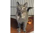 Brandy, Domestic Shorthair For Adoption In Westville, Indiana