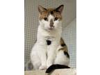 Callee, Domestic Shorthair For Adoption In Westville, Indiana